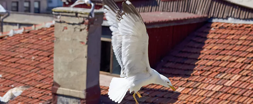Residential Chimney Animal Removal Solution in North Arlington, NJ